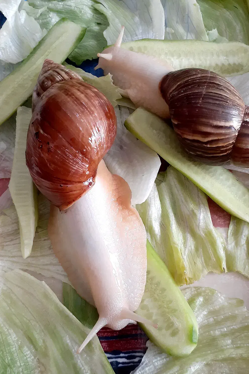 حلزون آلبینو (معجزه ی جوانسازی پوست)|آرایشی، بهداشتی، درمانی|اصفهان, نقش جهان|دیوار