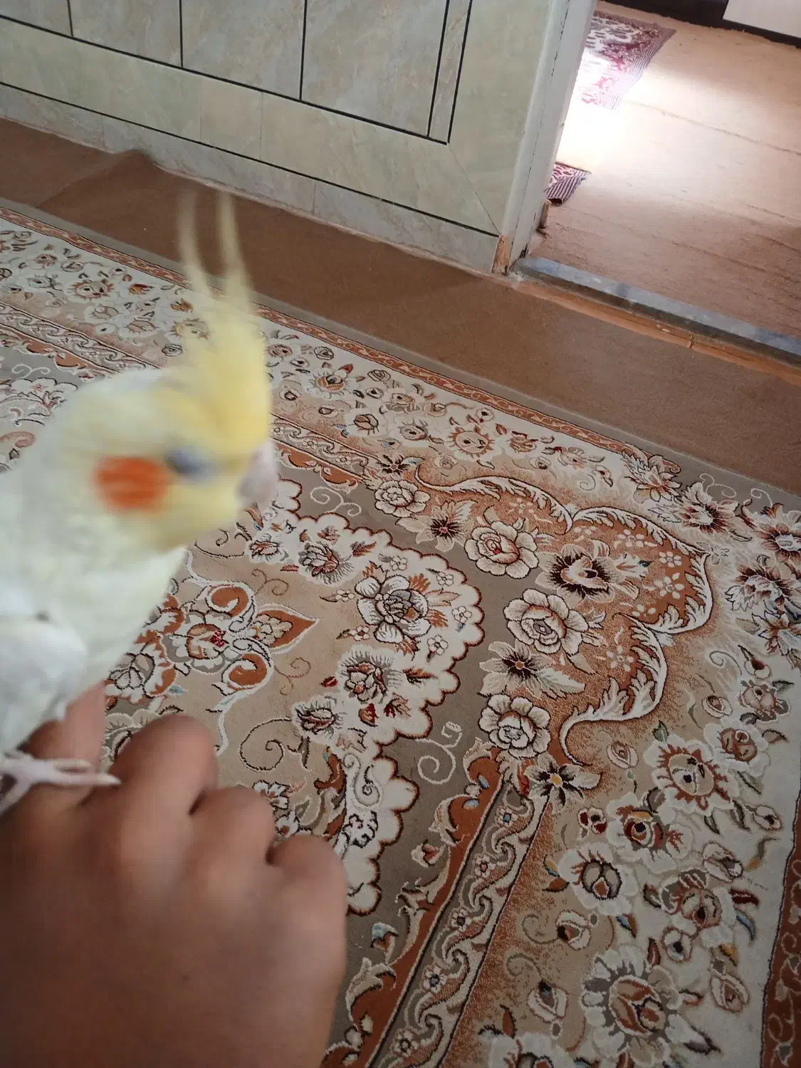 عروس هلندی نر|پرنده|لاران, |دیوار