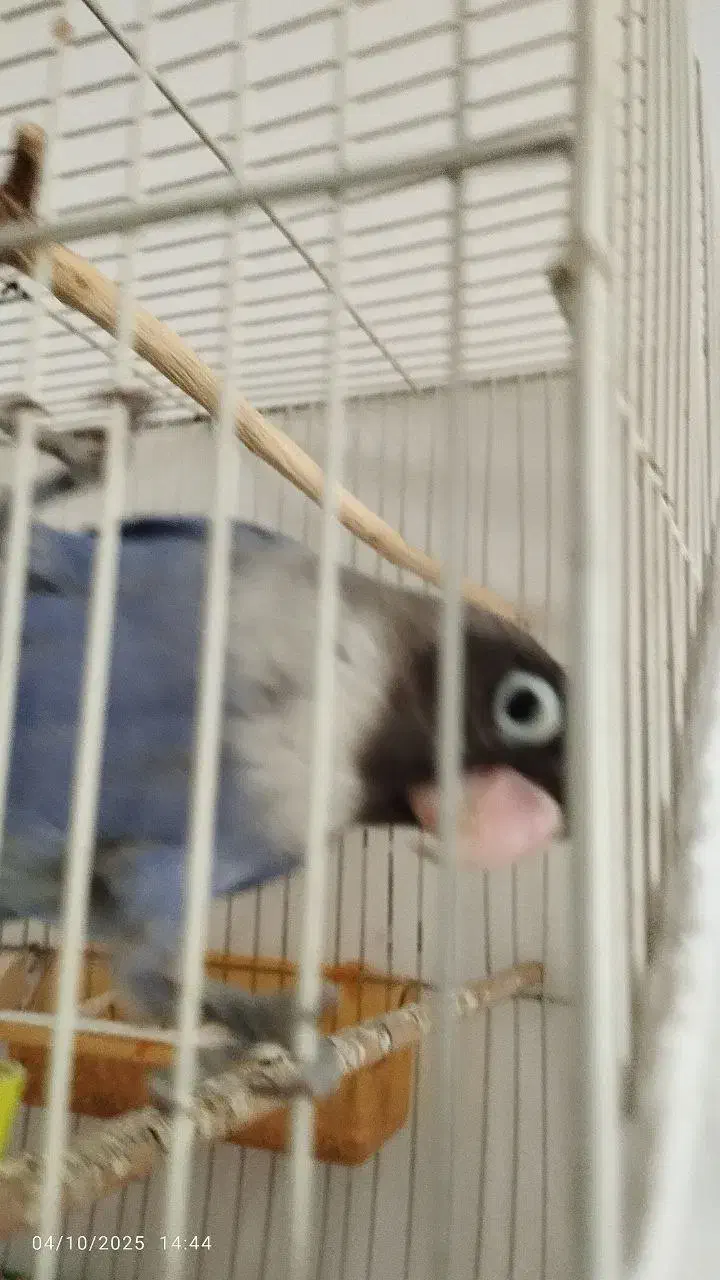 کوتوله برزیلی فوق دستی|پرنده|تربت جام, نظامی|دیوار