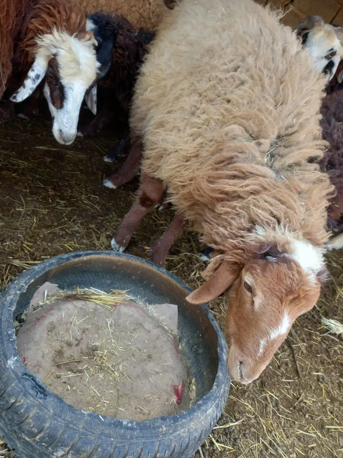 شادگان|حیوانات مزرعه|شادگان, |دیوار