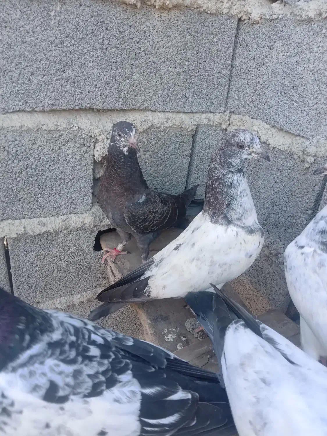 کبوتر پریده معاوزه با خروس لاری|پرنده|طبقده, |دیوار