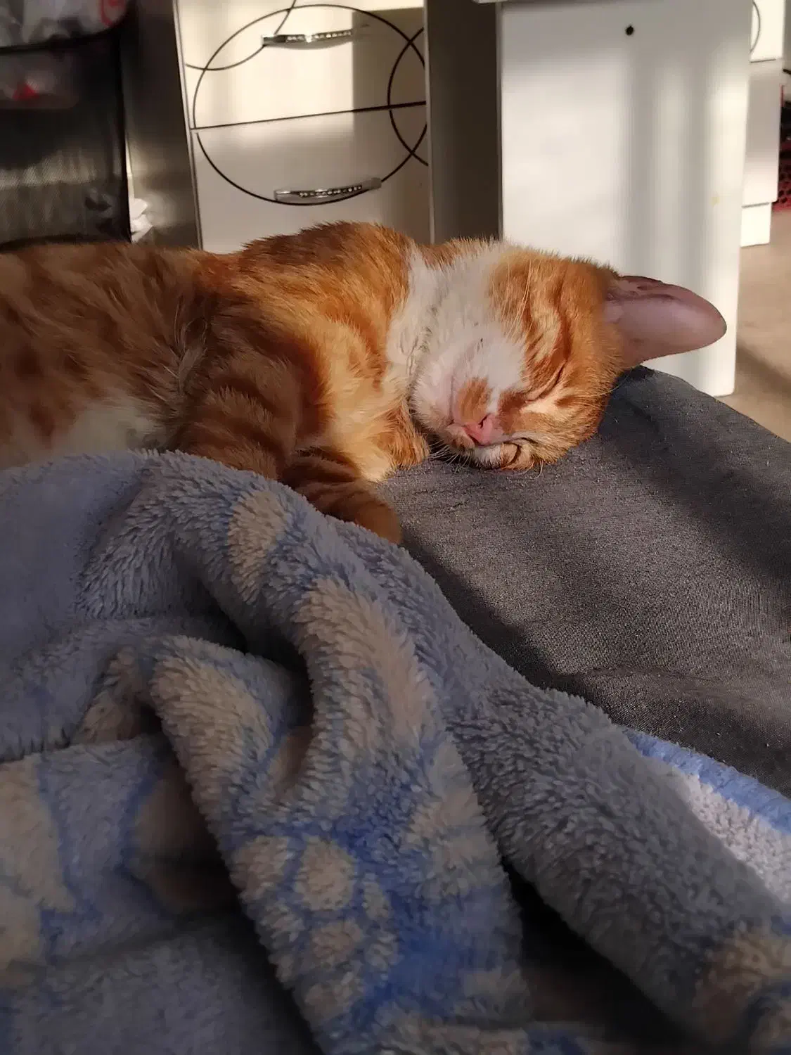 واگذاری رایگان|گربه|تهران, علم و صنعت|دیوار