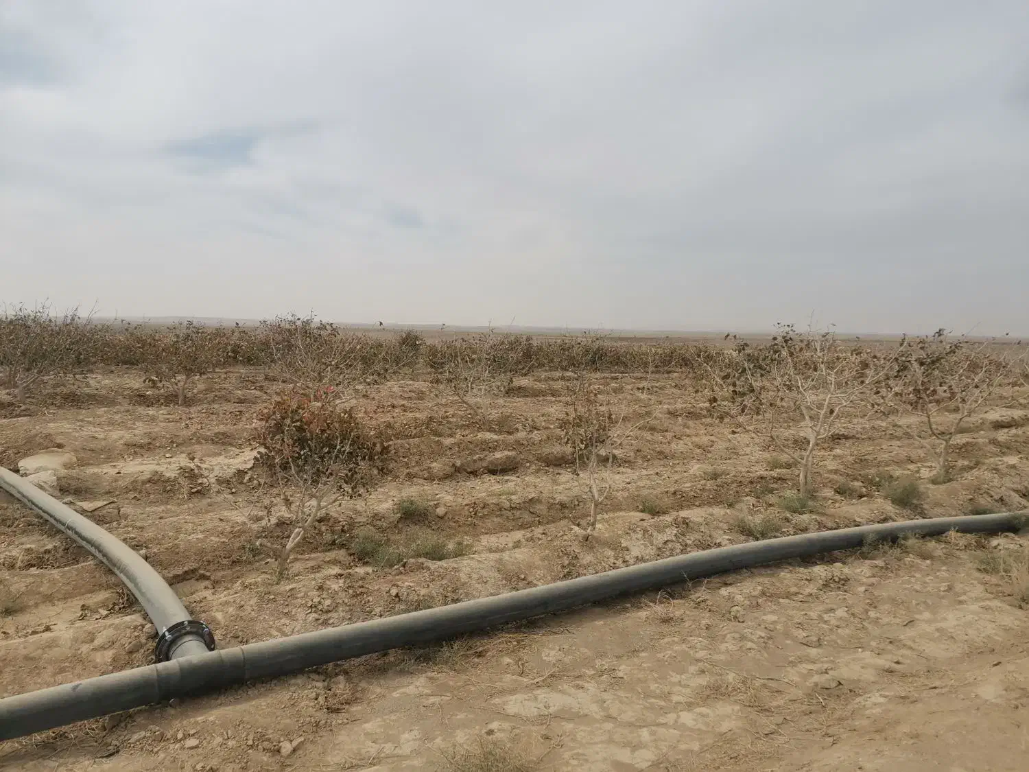 باغ پسته 4.5 هکتار نزدیک مشهد|فروش دفتر صنعتی، کشاورزی، تجاری|رضویه, |دیوار