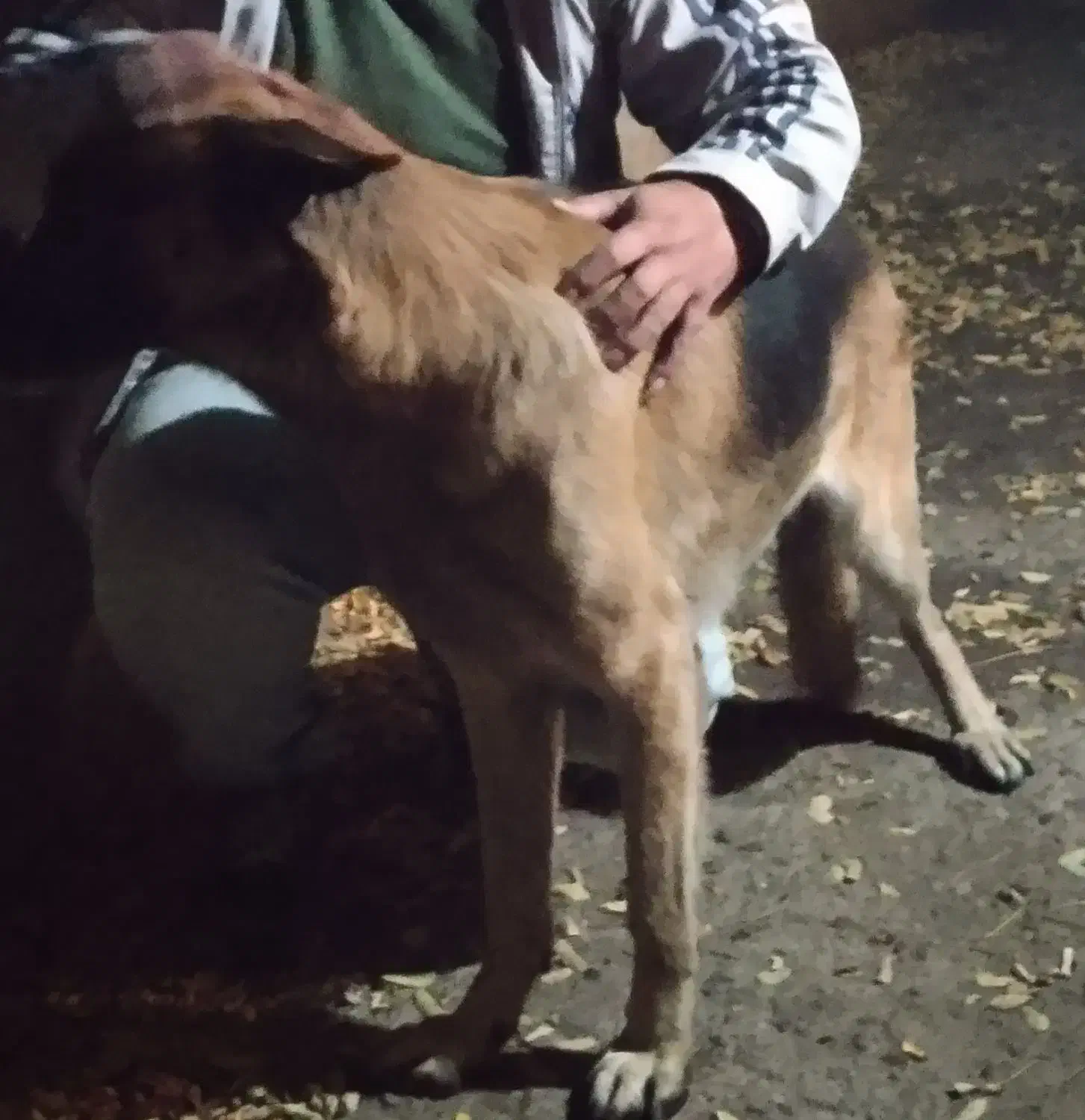 سگ گمشده.|حیوانات|مشهد, شترک|دیوار