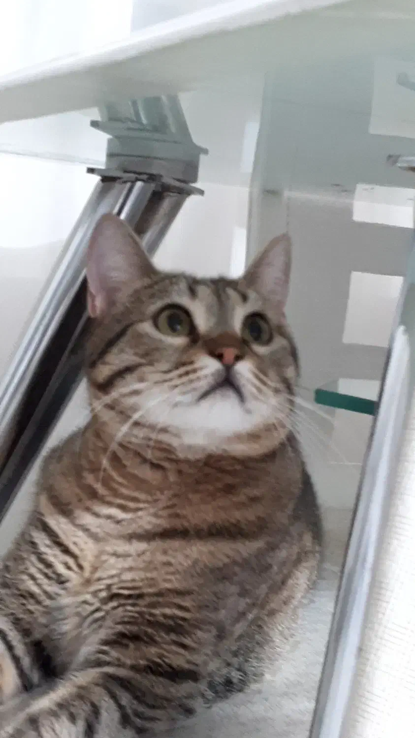 گربه DSH|گربه|تهران, بهداشت|دیوار