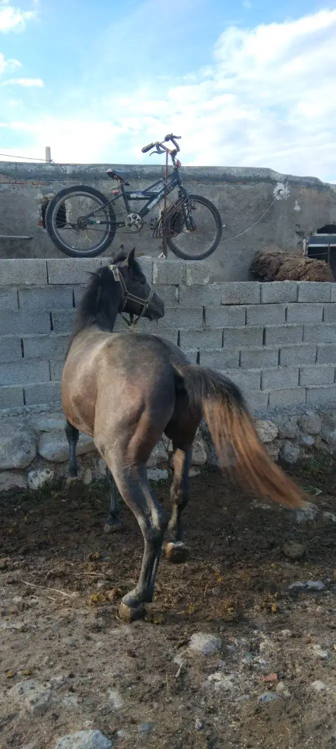 اسب کرد سرودمگیر|اسب و تجهیزات اسبسواری|اردبیل, |دیوار