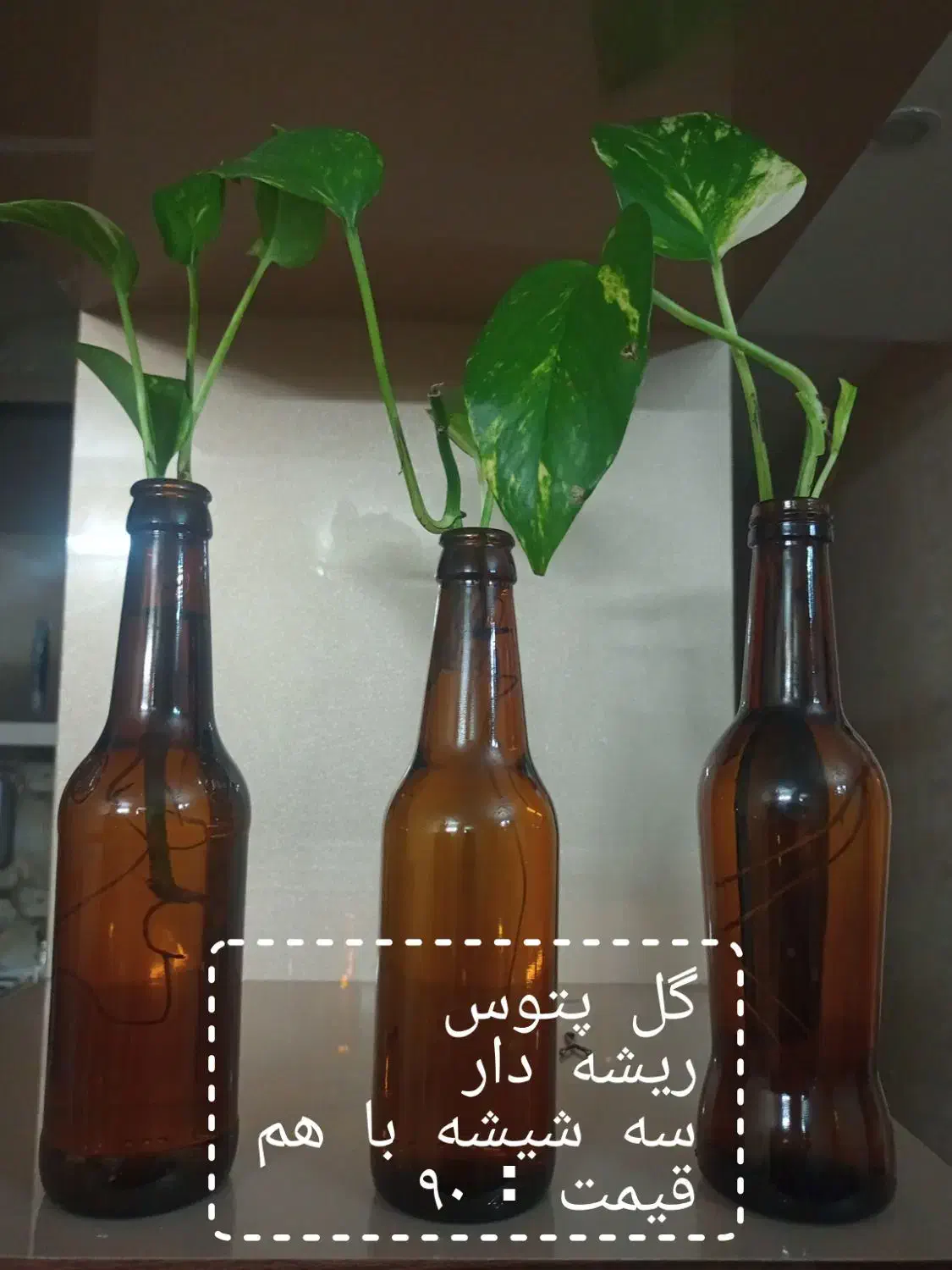 گل طبیعی لطفاً ورق بزنید|گل و گیاه طبیعی|مشهد, هنرور|دیوار