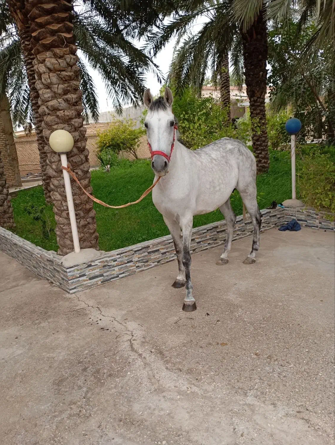 اسب|اسب و تجهیزات اسب‌سواری|کارون, |دیوار