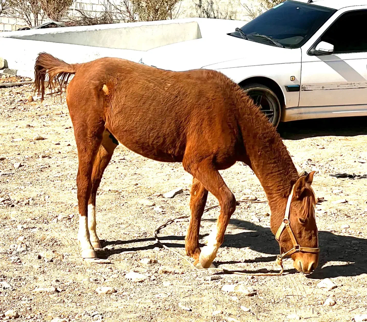 فروش اسب نریون دره شور|اسب و تجهیزات اسبسواری|ارژن, |دیوار
