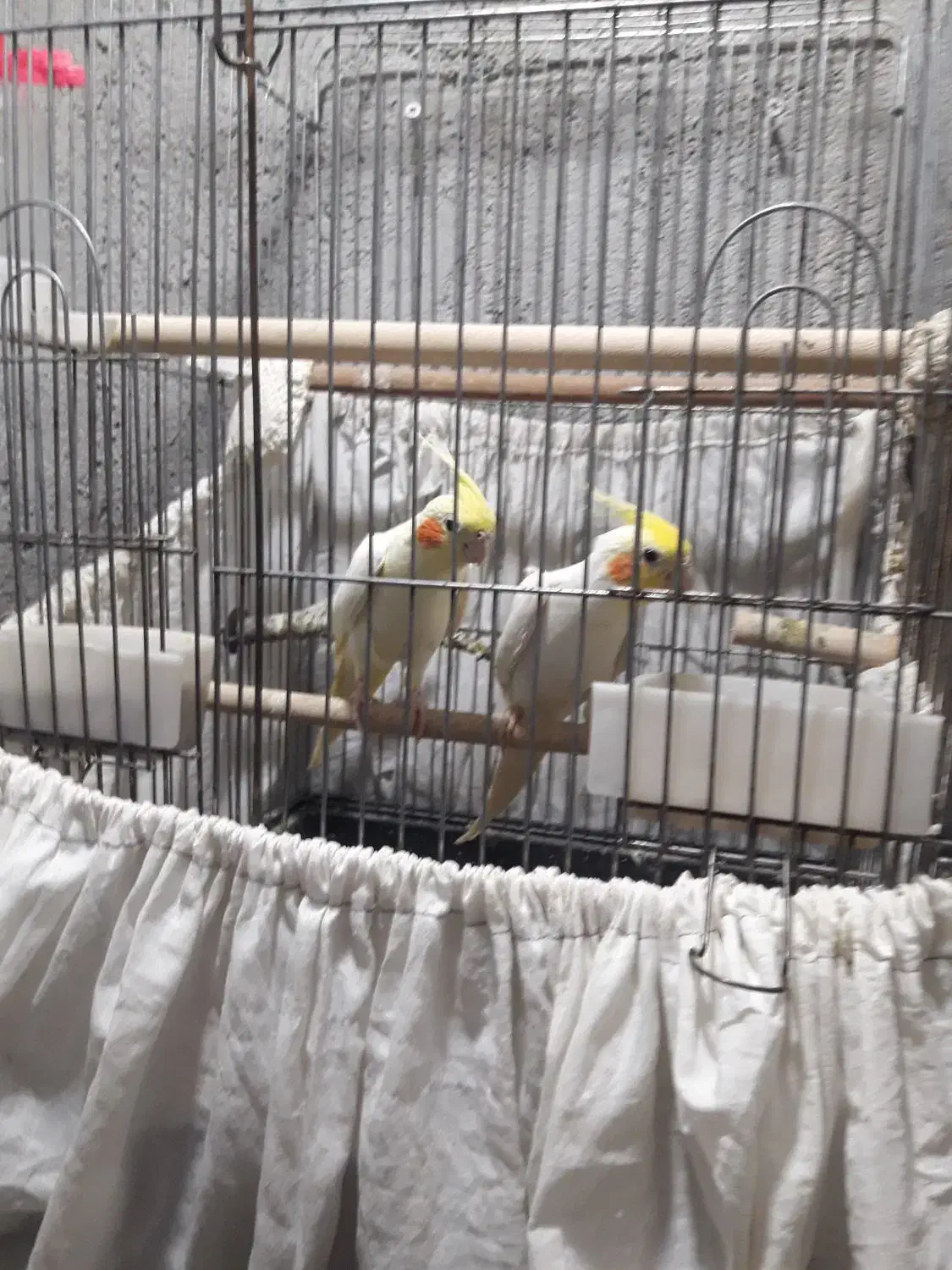 فروش عروس مولد به شرط مولد لیتینو|پرنده|بندر ماهشهر, |دیوار