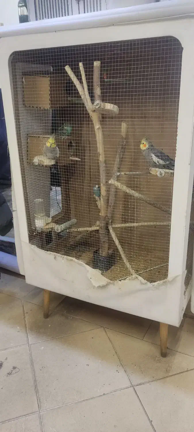 عروس هلندی ،کوتوله ،مرغ عشق،قفس بزرگ|پرنده|مشهد, تربیت (صدف)|دیوار