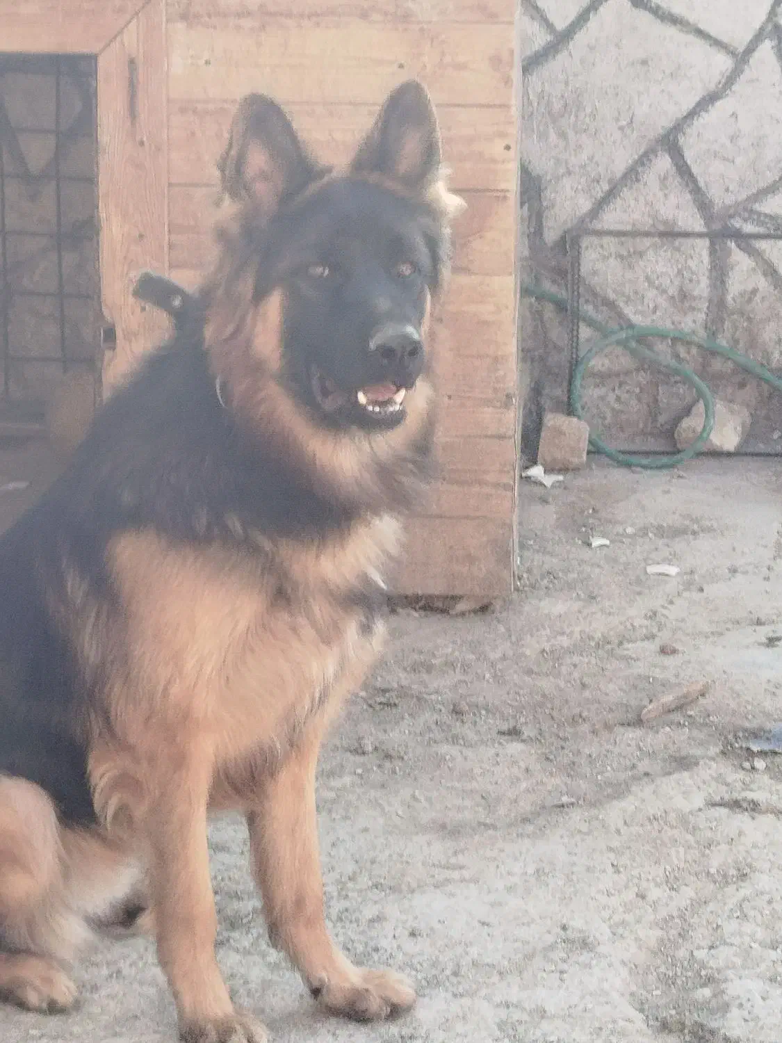 ژرمن شولاین 8ماهه جنسیت نر|سگ|رفسنجان, |دیوار