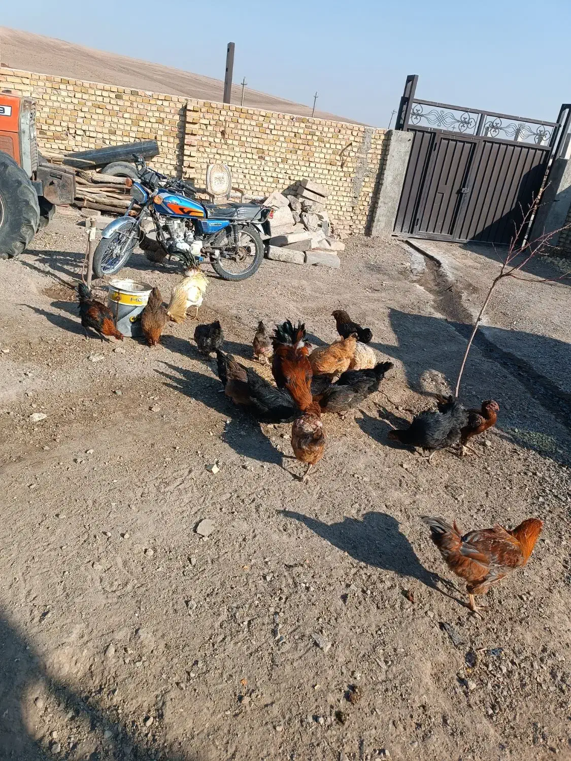 تعدادی مرغ و خروس محلی فروشی|حیوانات مزرعه|تاکستان, |دیوار