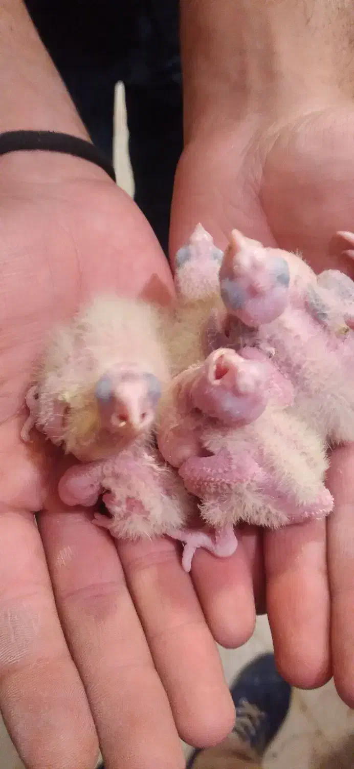 ۳۰عدد جوجه عروس هلندی|پرنده|بروجرد, |دیوار