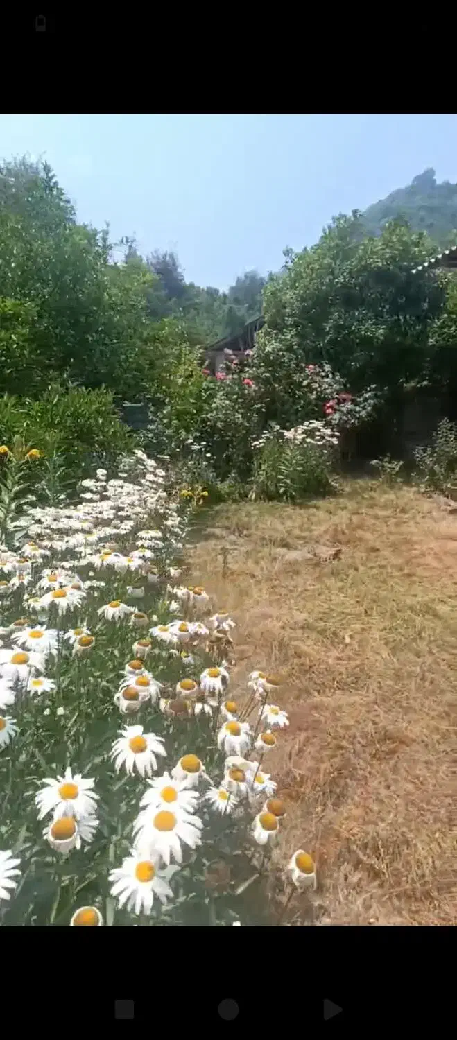 زمین ویلایی|فروش زمین و ملک کلنگی|آستارا, |دیوار