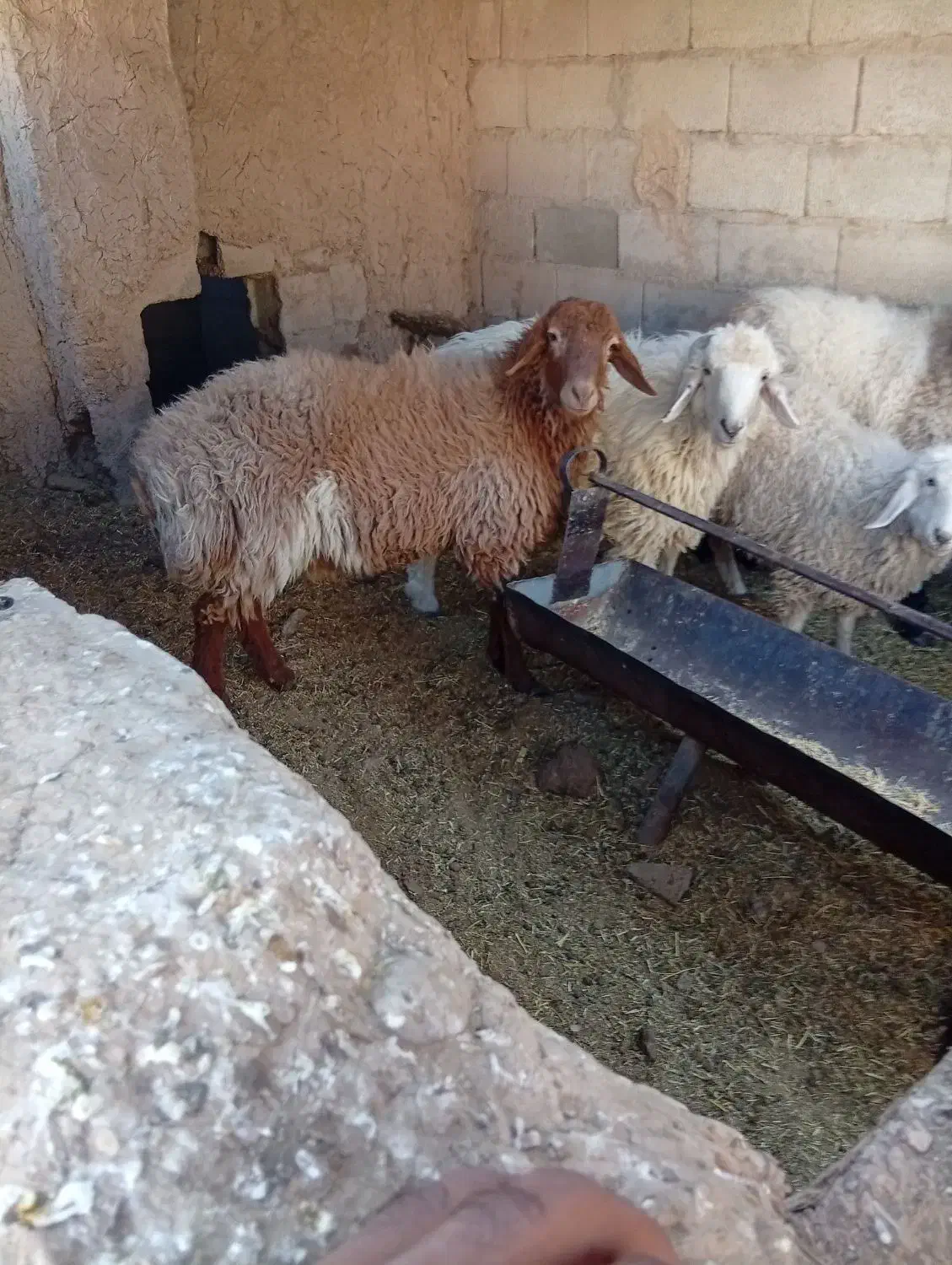 کره و بره و میش شروع قیمت از ۵۵۰۰تومن به بالا|حیوانات مزرعه|کرمان, |دیوار