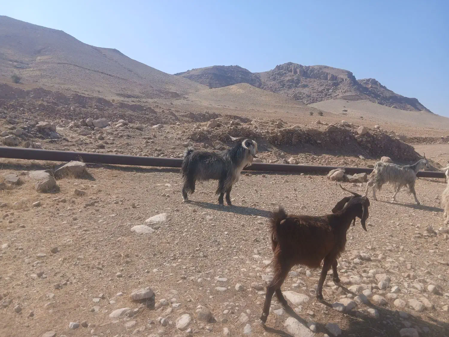 سابرین یا نربز|حیوانات مزرعه|اندیمشک, |دیوار