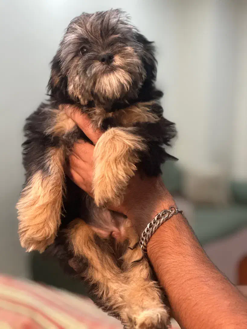 واگذاری شیتزو پودل|سگ|کرج, گوهردشت|دیوار