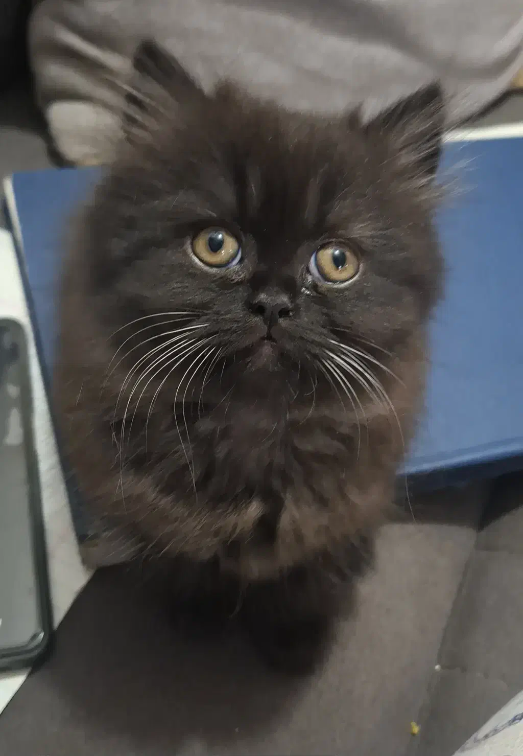 گربه مشکی اسکاتیش|گربه|رشت, جانبازان|دیوار