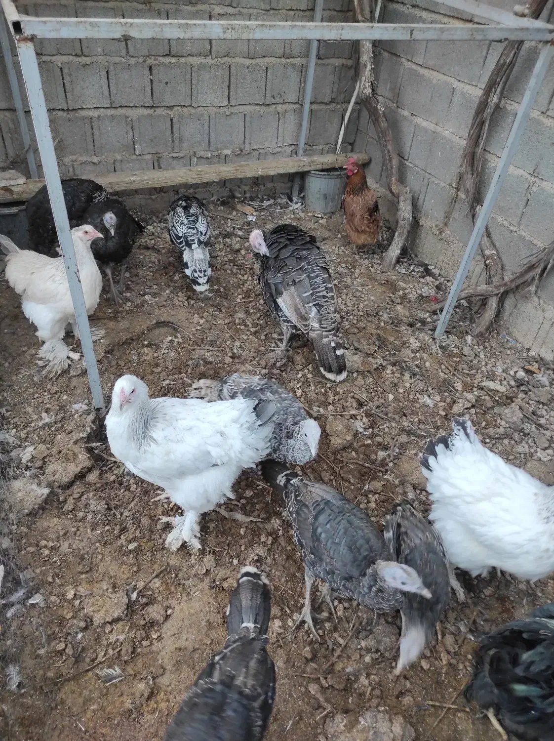 بوقلمون و مرغ برهما و کوشین|حیوانات مزرعه|شیراز, بید زرد|دیوار