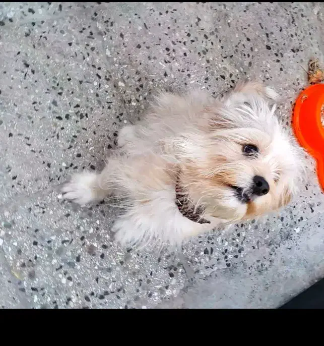 سگ مالتیپو|سگ|الشتر, |دیوار