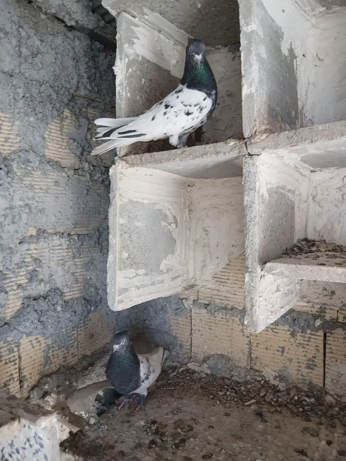 فروش کبوتر|پرنده|دورود, |دیوار