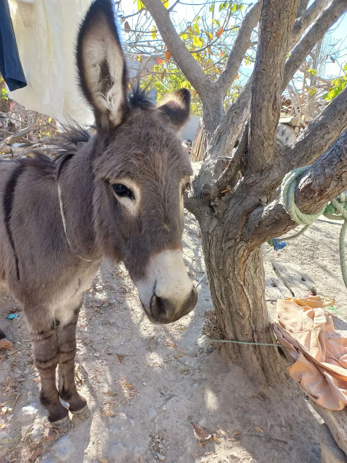 الاغ نر|حیوانات مزرعه|شیروان (خراسان), |دیوار