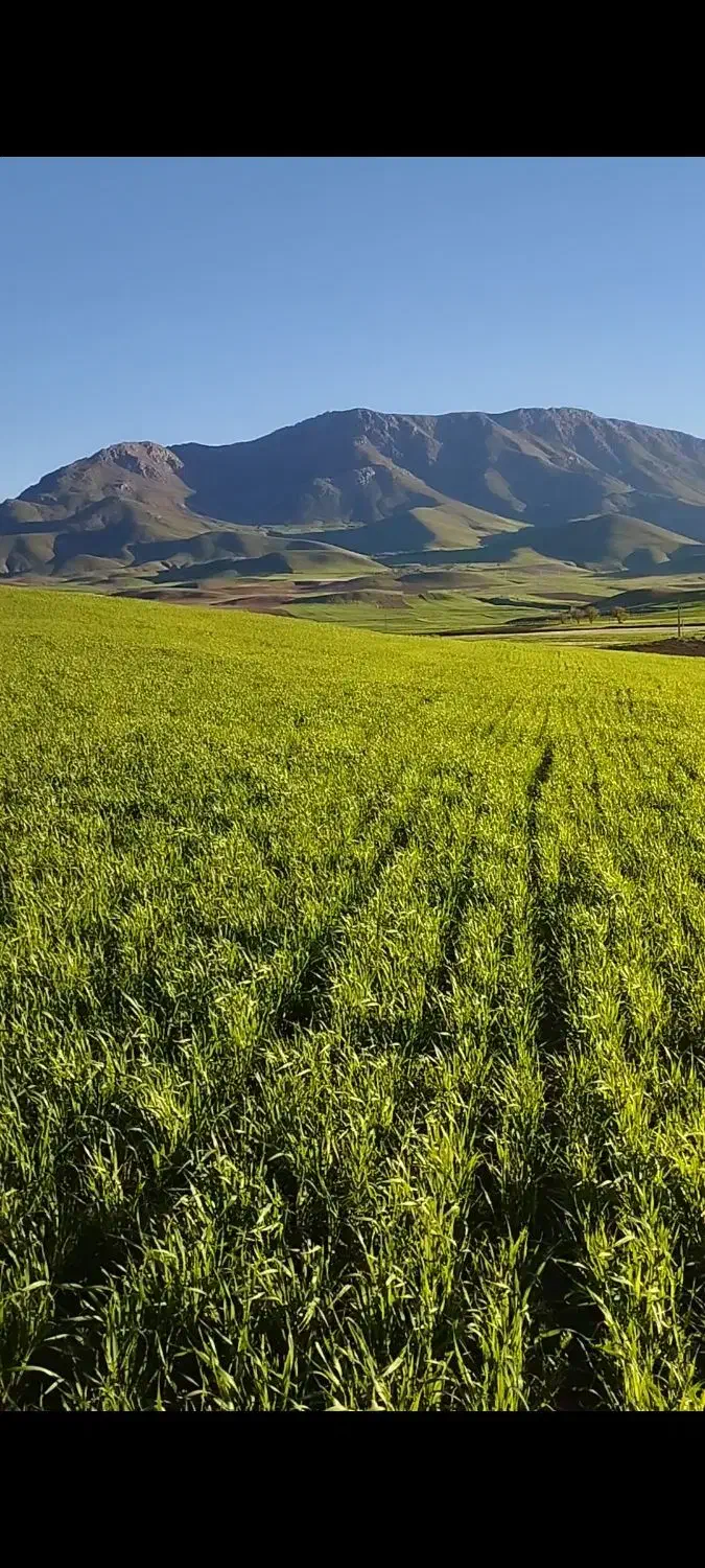 زمین دیم روستای کومایین|فروش زمین و ملک کلنگی|موچش, |دیوار