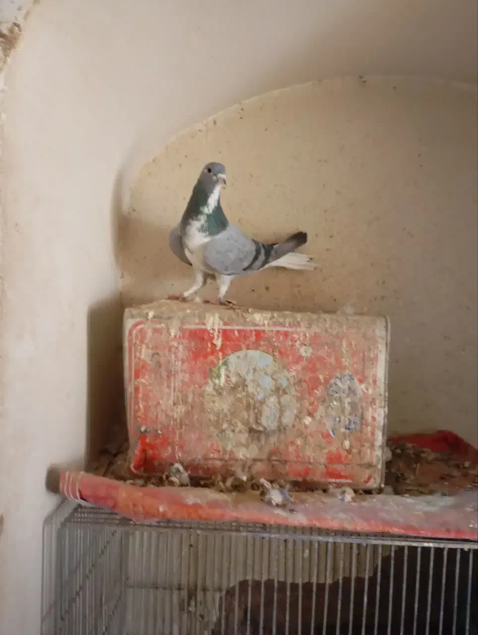 نر خرقه زنجیرهنرخرقه|پرنده|برخوار, |دیوار