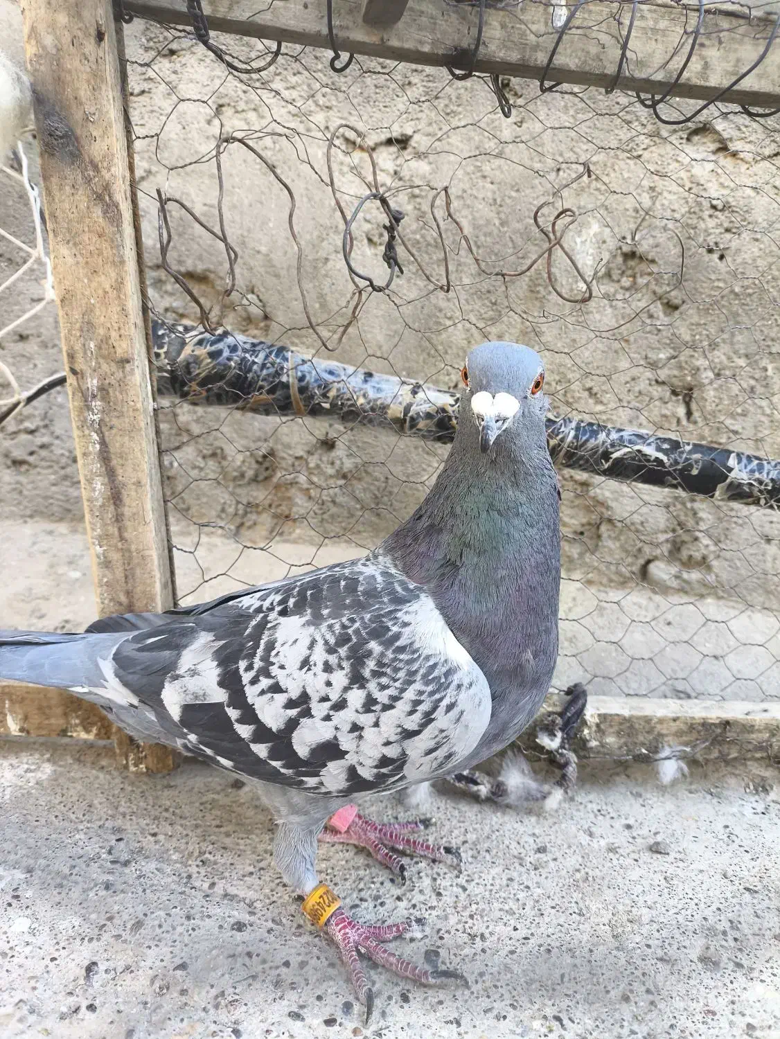 کفتر مساپتی پلاکی|پرنده|زهک, |دیوار