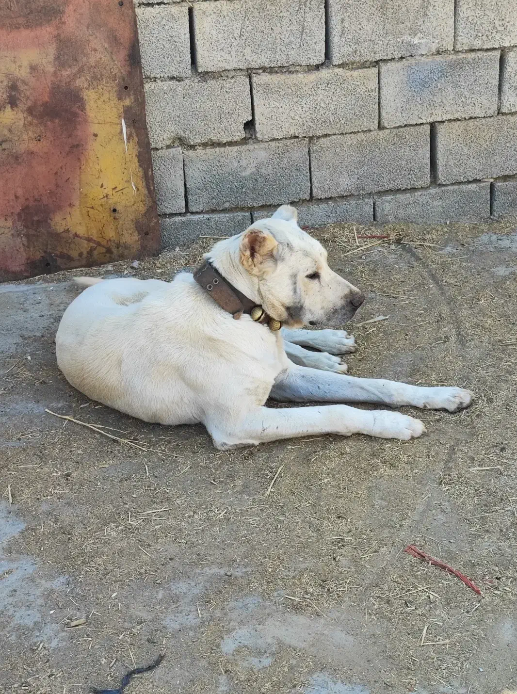 سگ سرابی|سگ|خنداب, |دیوار