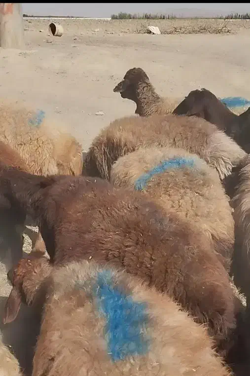 50 راس میش تخمی|حیوانات مزرعه|گلمکان, |دیوار