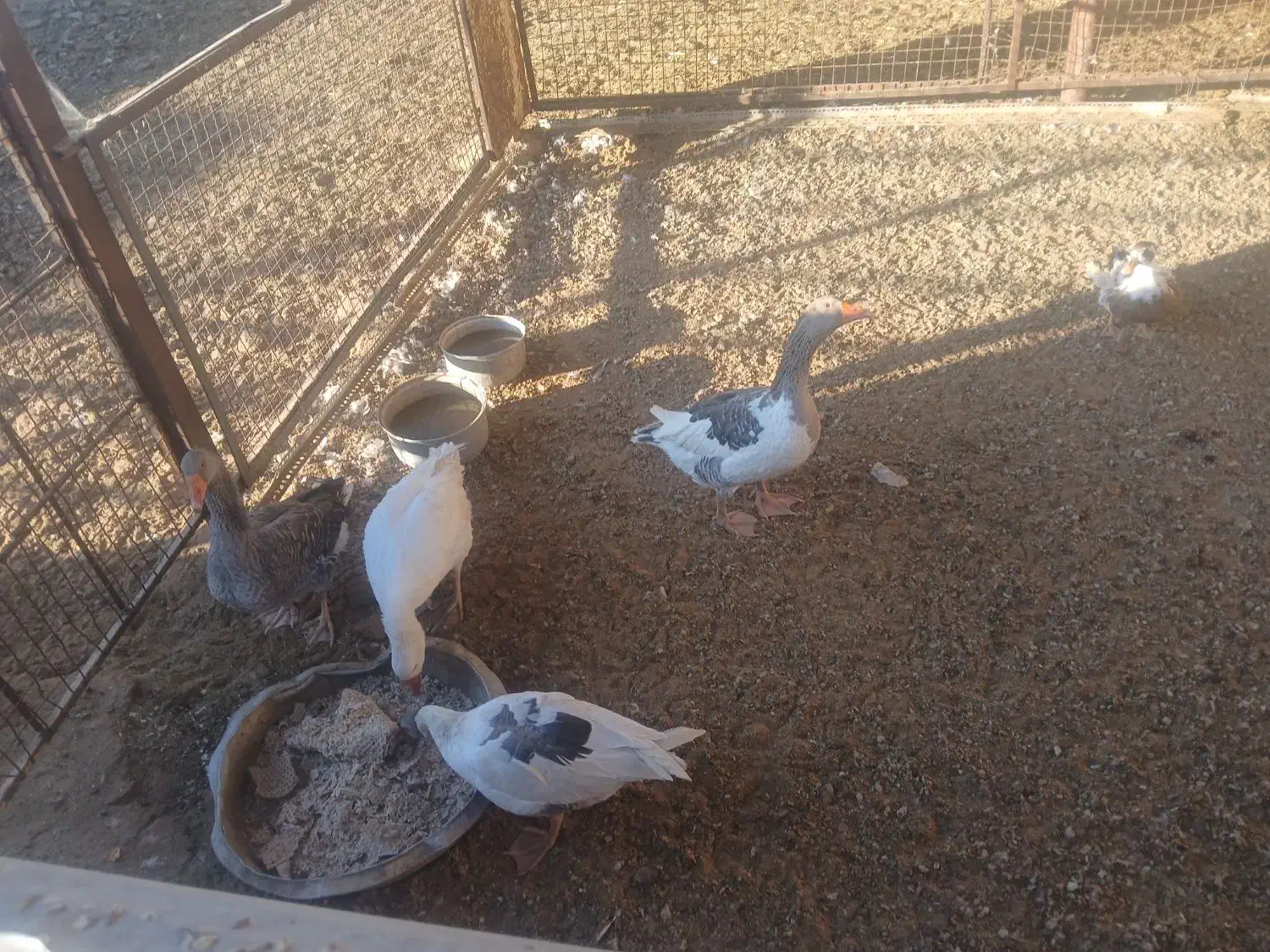 غاز|حیوانات مزرعه|سروستان, |دیوار