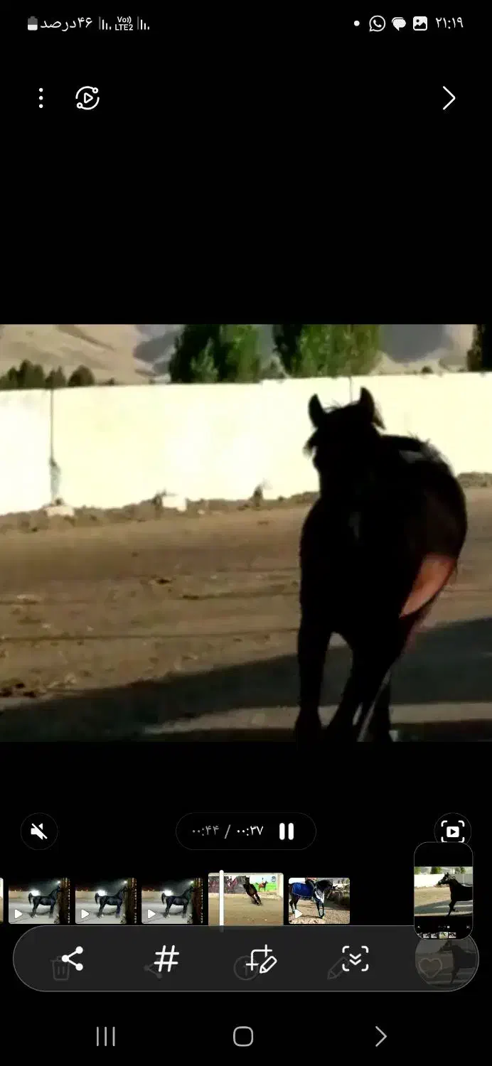 فروش مادیان بادوکره عرب|اسب و تجهیزات اسبسواری|برازجان, |دیوار