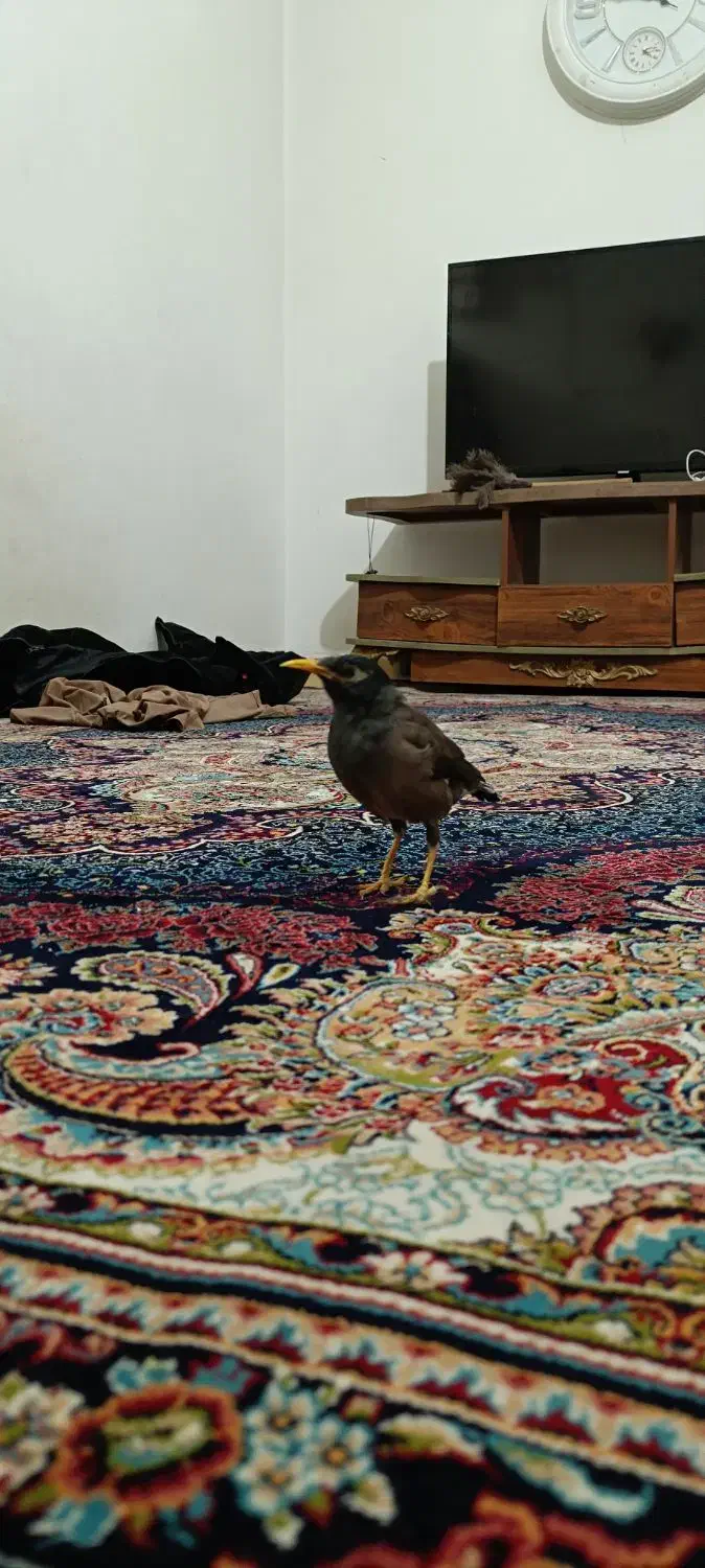 مرغ مینا رام دستی|پرنده|شهریار, شهرک بهاران (ویره)|دیوار