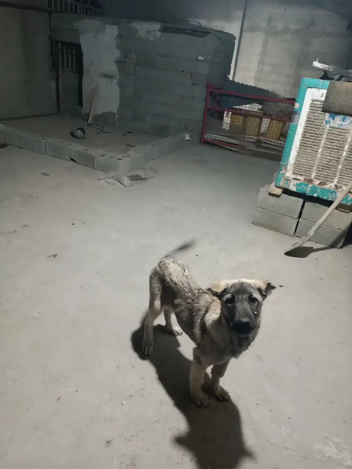 واگذاری|سگ|صباشهر, |دیوار