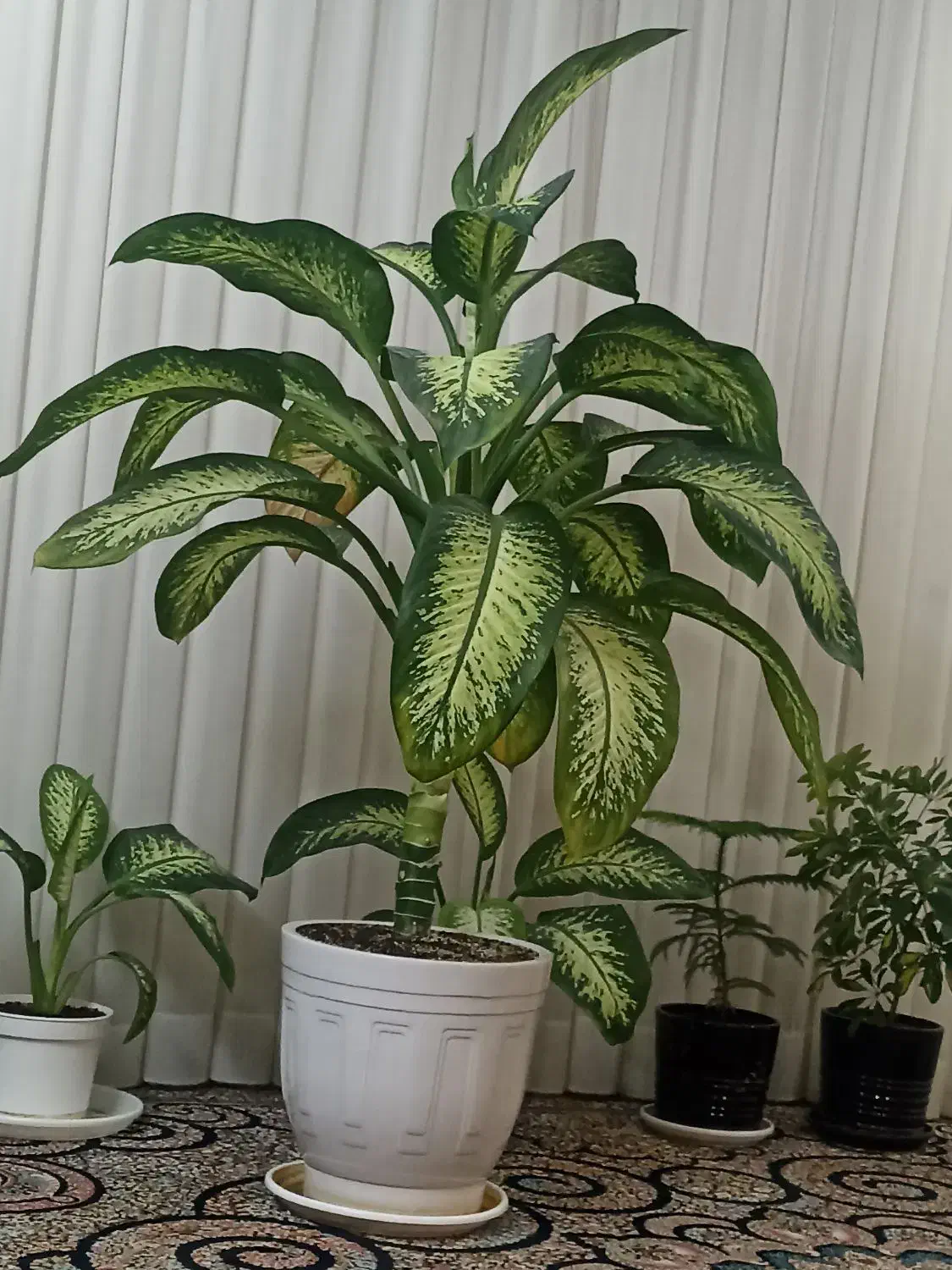 فروشی|گل و گیاه طبیعی|کاشان, ولیعصر|دیوار