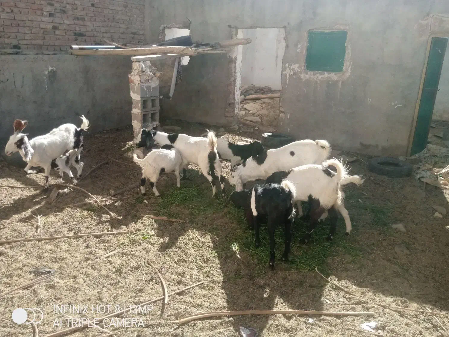 بز و کهره|حیوانات مزرعه|خاش, |دیوار