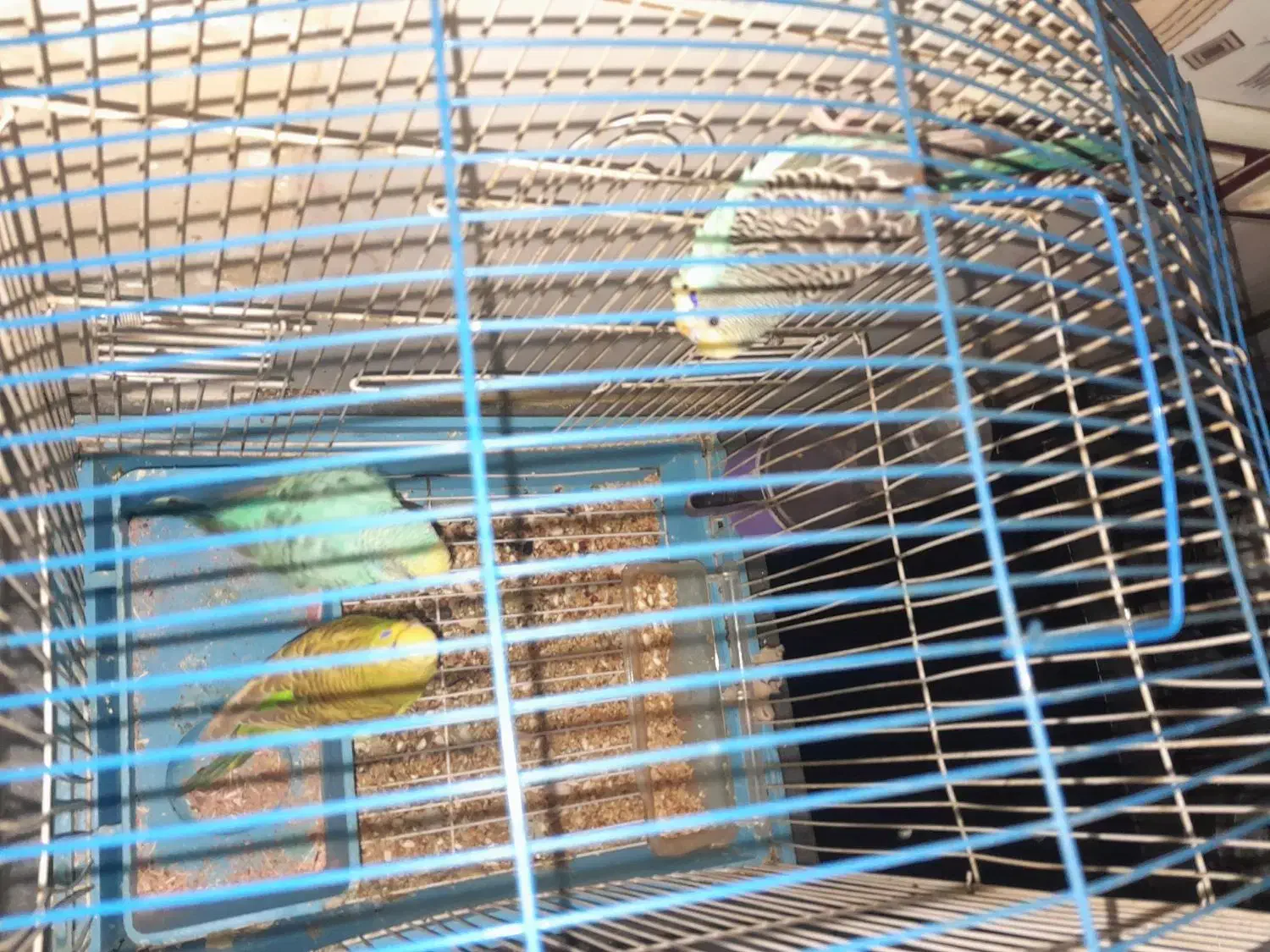 مرغ عشق مولد با یک بچه|پرنده|اردبیل, |دیوار