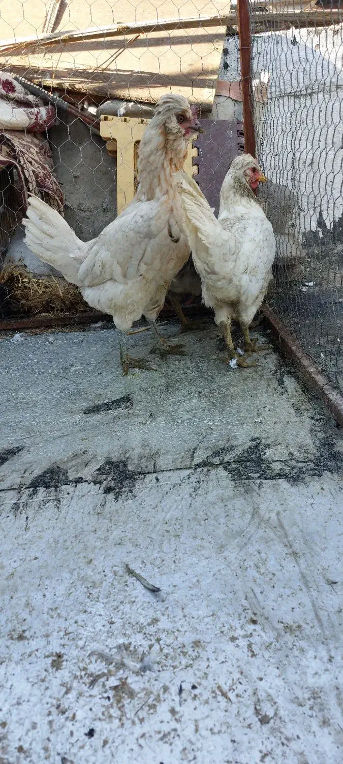 مرغ و خروس|حیوانات مزرعه|شیراز, دشت چنار|دیوار