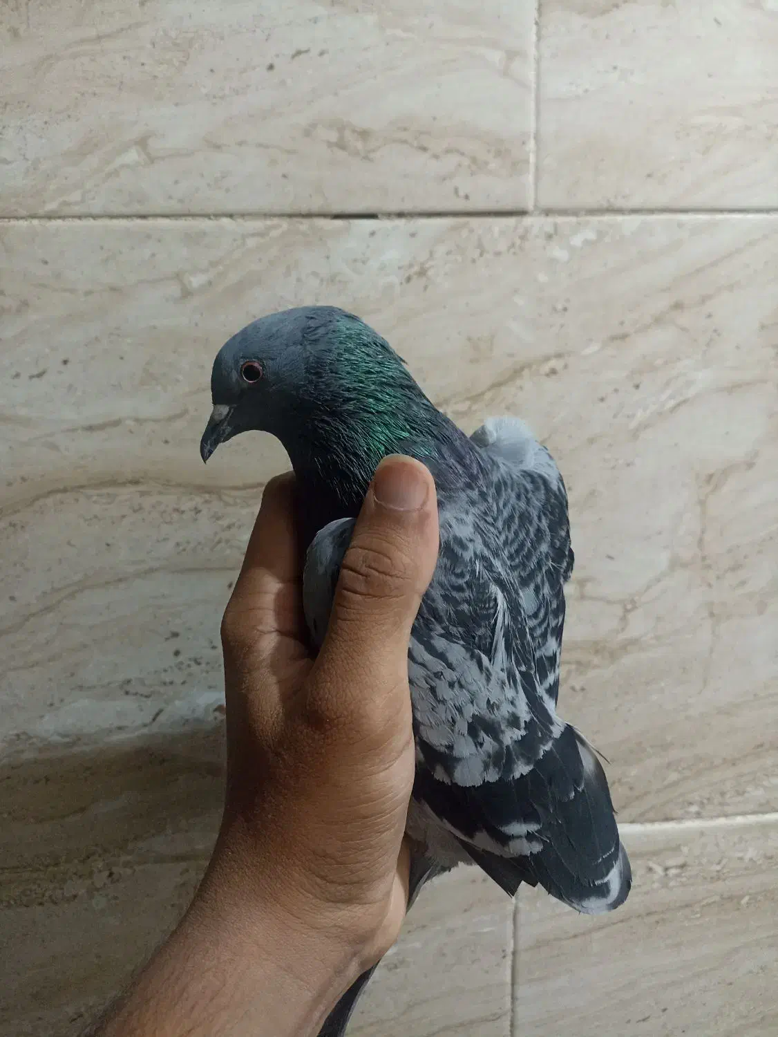 کبوتر|پرنده|امیدیه, |دیوار