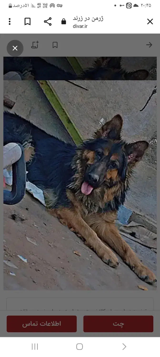 سگ ژرمن|سگ|زرند, |دیوار