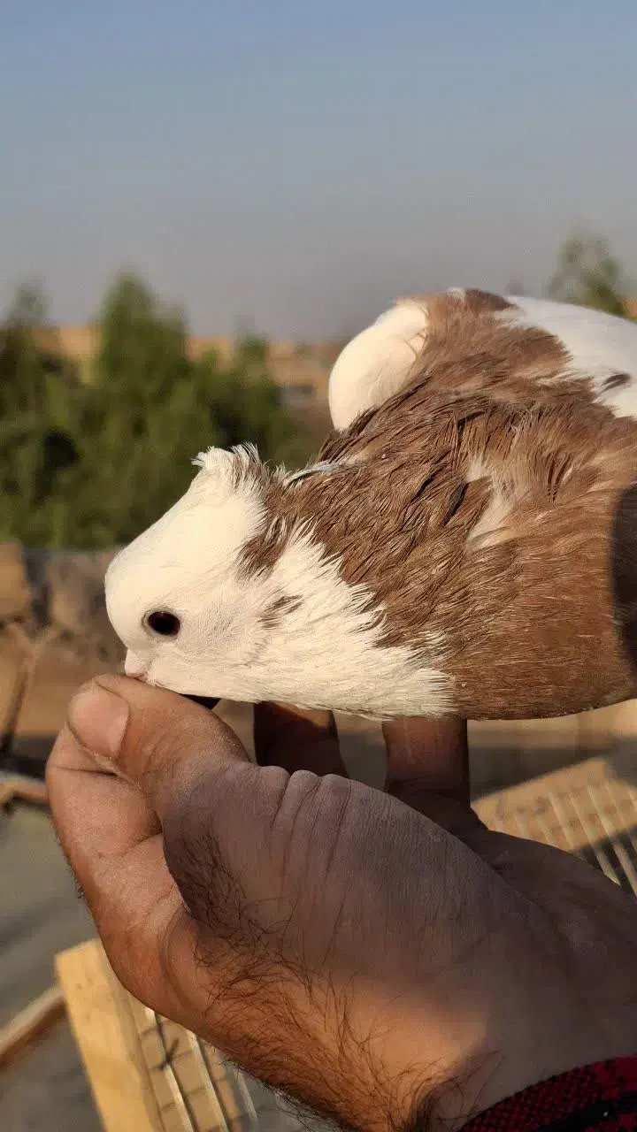 طوقی زرد خال سیاه|پرنده|قم, سید معصوم|دیوار