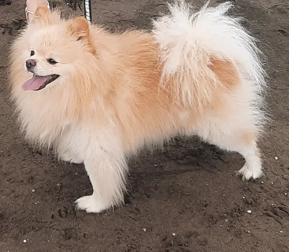 پامرانین اصیل وارداتی|سگ|رشت, حاجی آباد|دیوار