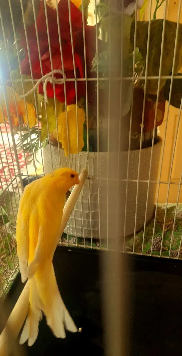 قناری طلایی نر|پرنده|مشهد, دریادل|دیوار