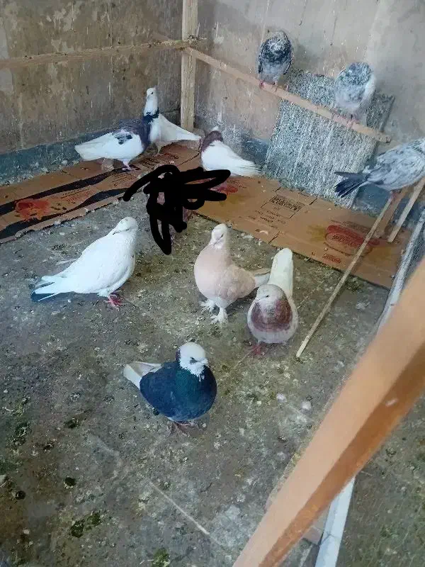 کبوتر|پرنده|شهریار, شهریار|دیوار