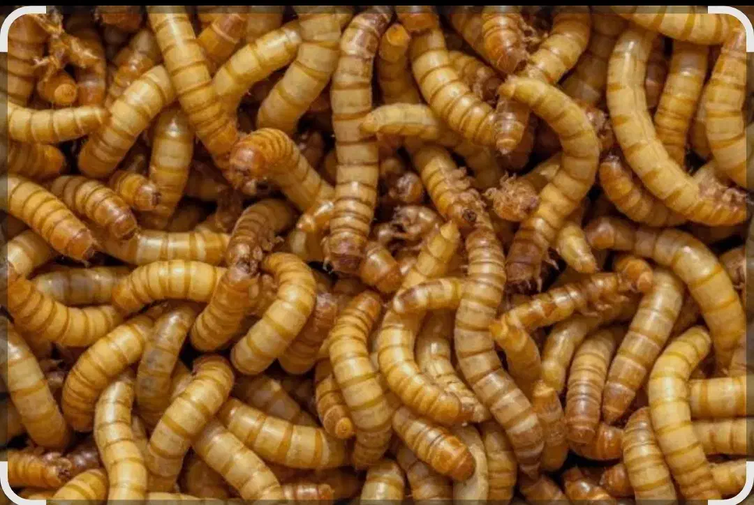 تولید و عرضه مستقیم کرم میلورم(اولین بار در منطقه)|خزنده|مراغه, |دیوار