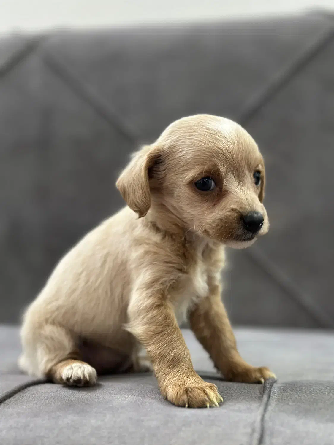 واگذاری سگ جیبی|سگ|مشهد, زمرد|دیوار