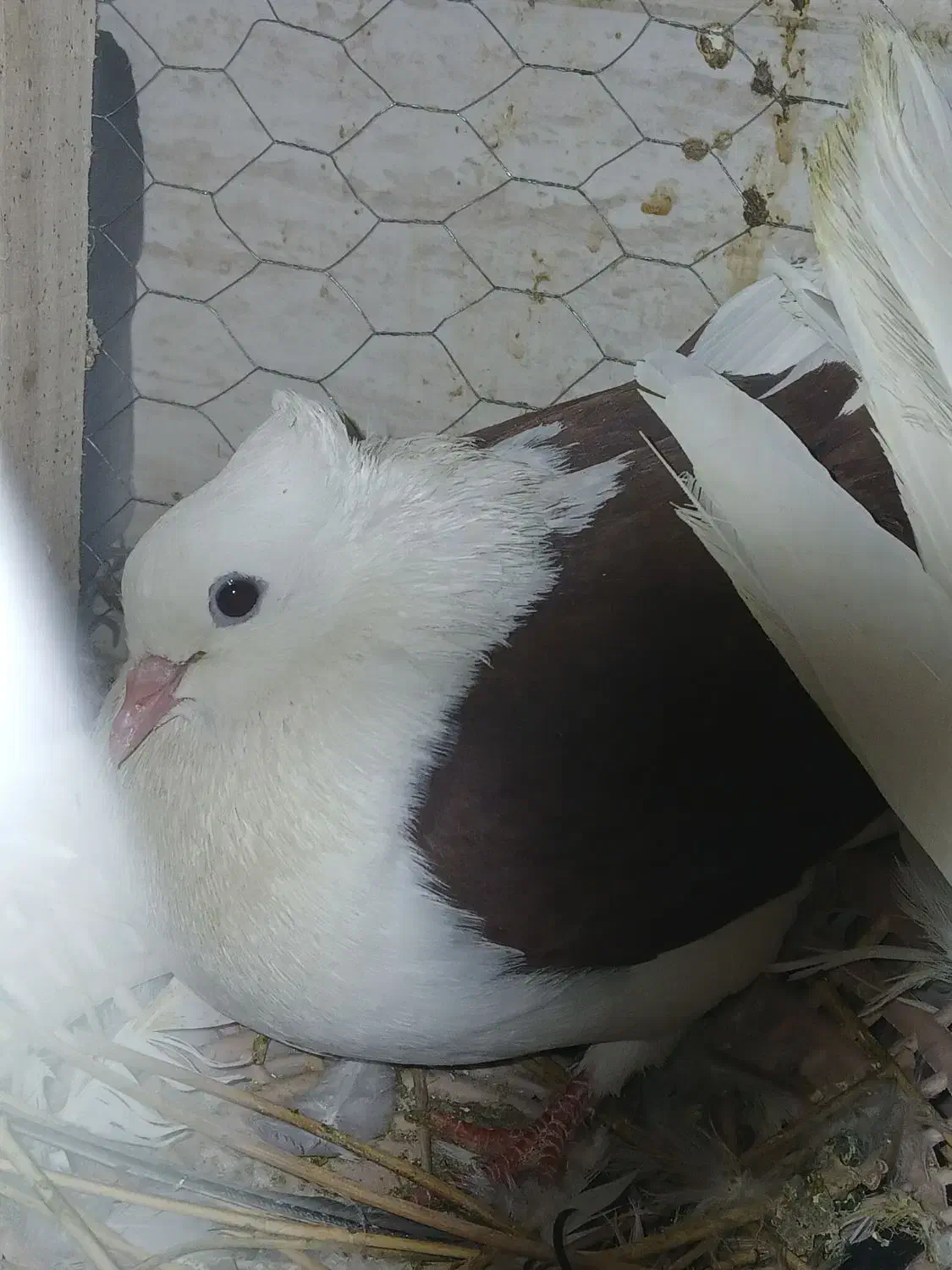 کفتر دوکت و دمبی|پرنده|اصفهان, بهارستان|دیوار