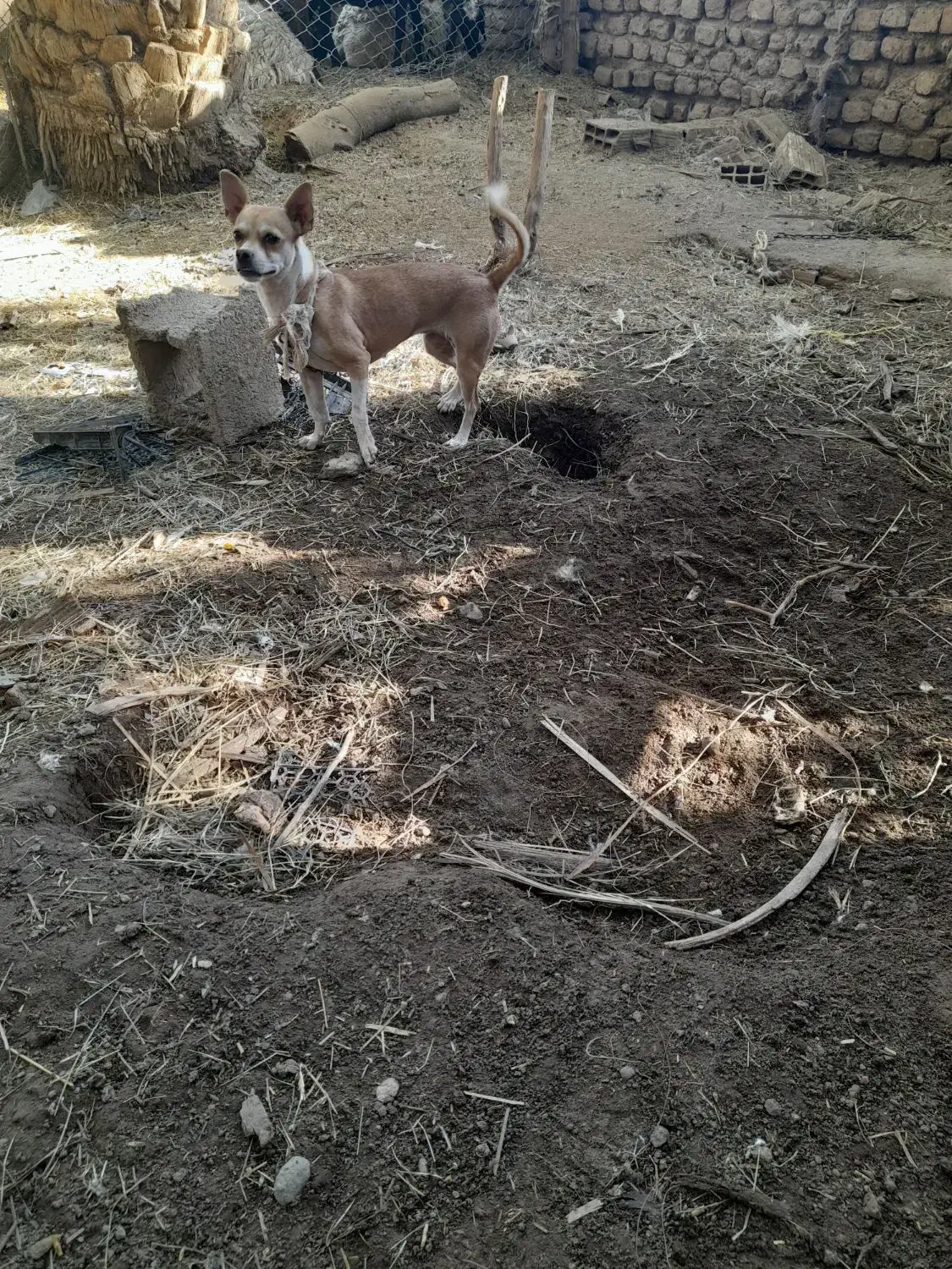 سگ پاکوتاه|سگ|بم, |دیوار